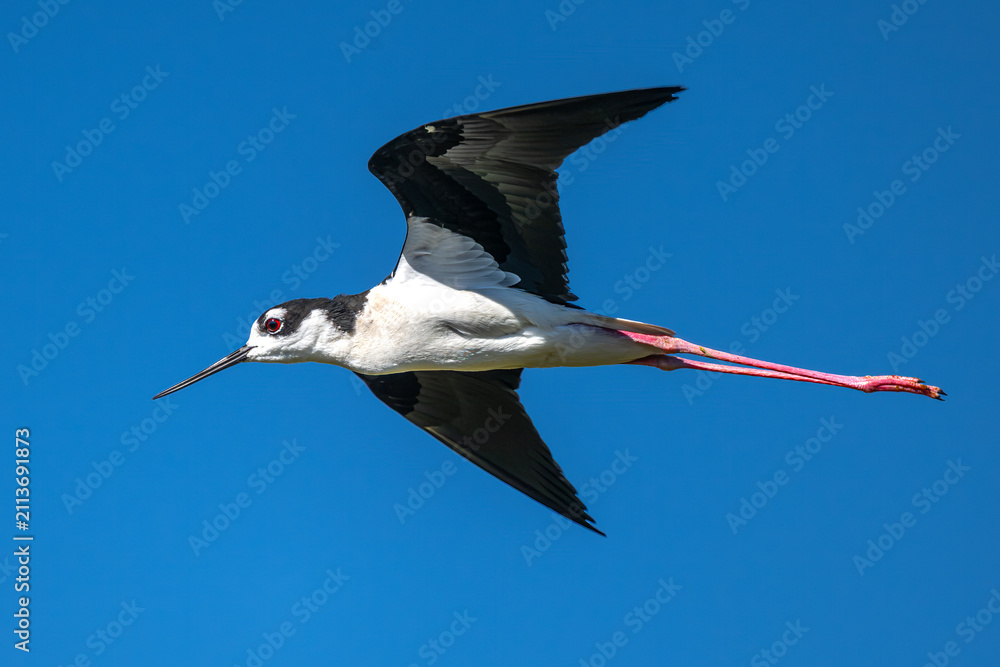 Obraz premium Pied Avocet (Recurvirostra avosetta) at Klamath Basin National Wildlife Refuge, OR