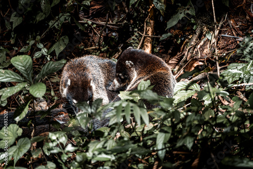 Photography Two raccoons curled up and resting together in dense forest underbrush with gree