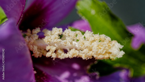 Macro de pistil et d'étamines de fleur d'hibiscus