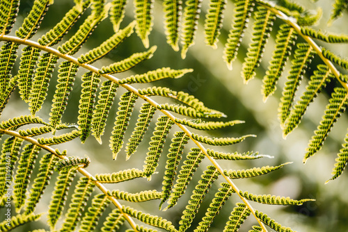 Fotografie Close-up of green fern fronds with detailed pinnate leaves and soft bokeh backgr