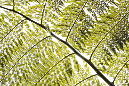 Obraz na płótnie Backlit tree fern fronds with overlapping pinnate leaves and detailed veins agai