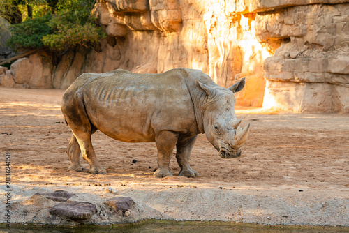 white rhinoceros standing on sandy ground in zoo habitat, large african mammal with two horns, powerful body and thick skin in natural style enclosure with warm light