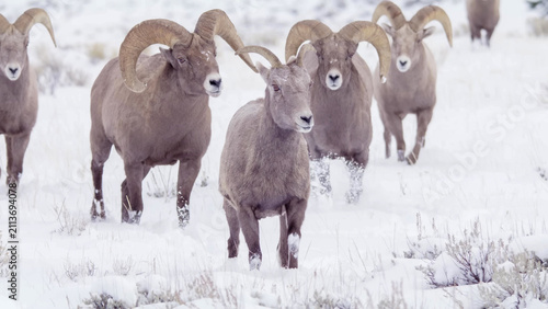 Photography Bighorn Sheep Herd Moving Through Deep Snow in Yellowstone National Park Winter