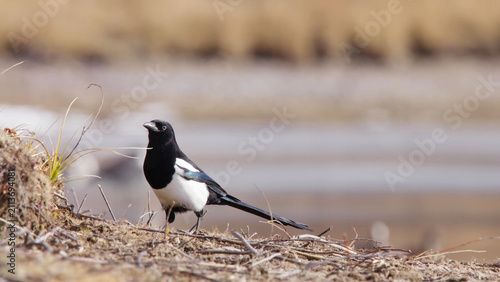 Принти на полотні Black-billed Magpie Standing on Scrubby Riverbank Ground in Yellowstone National