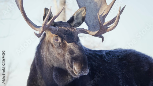 Photography Bull Moose Close-Up Portrait in Winter, Yellowstone National Park - Large Antler