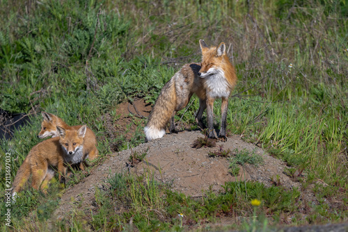 Canvastavla American Red Fox (Vulpes vulpes fulva) in Washington State
