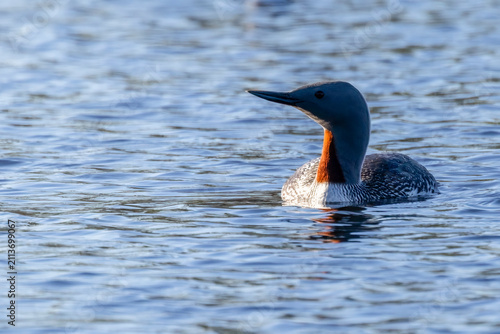 Obraz na płótnie Red-throated diver