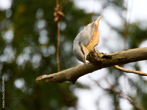 Принти на полотні Eurasian nuthatch (Sitta europaea) walking upside down on a tree trunk in a forest