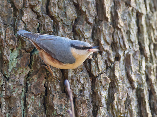 Fotografie Eurasian nuthatch (Sitta europaea) walking upside down on a tree trunk in a forest