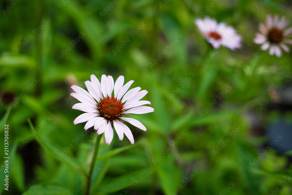Fototapeta premium Echinacea purpurea flower blooming in green garden background 