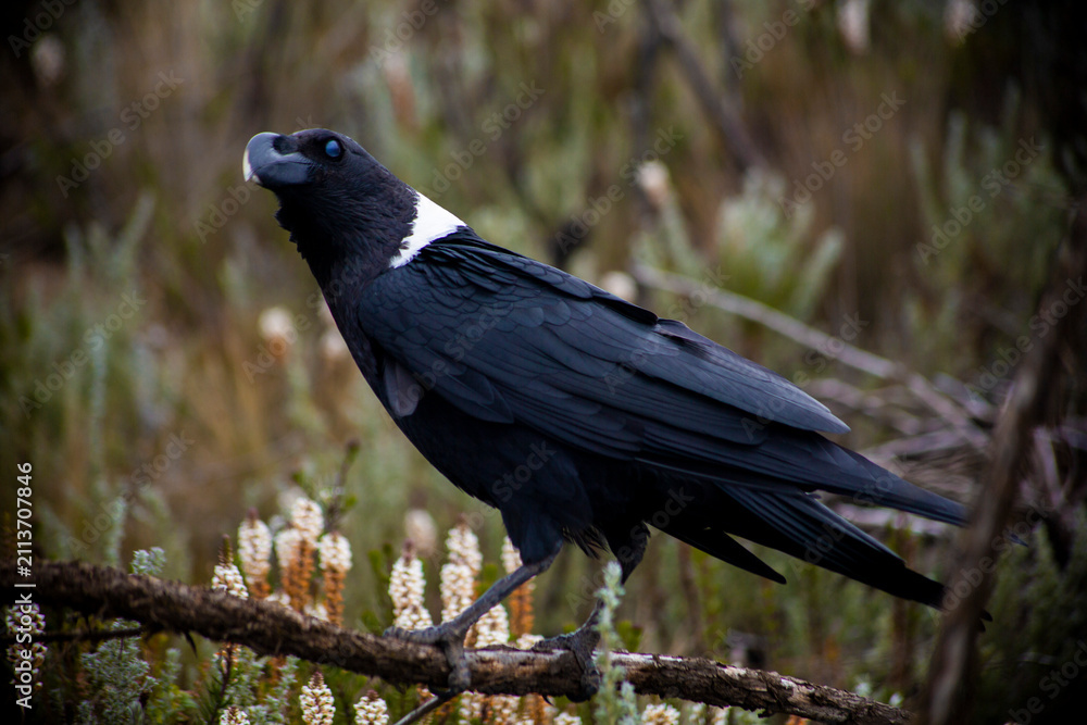 Obraz premium Wild black bird on a tree branch in the forests of Mount Kilimanjaro, Tanzania
