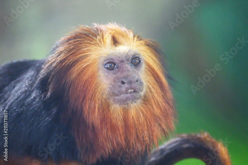 Golden-headed lion tamarin is found in tropical forests