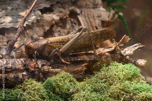 Grasshopper on the ground