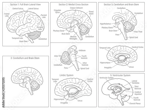 Canvastavla Detailed anatomical diagram of the human brain with labeled sections for medical education study