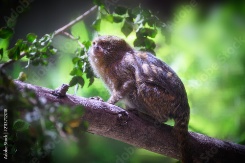 A Pygmy marmoset rests on a tree branch beneath leafy cover