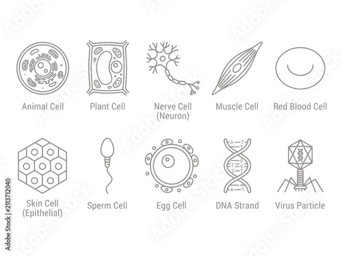 Detailed biological icons of human cells, DNA strand, and virus particle for science study.