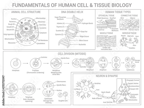 Educational infographic showing fundamentals of human cell structure, DNA, and tissue biology.