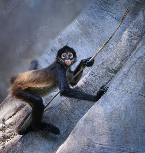 A young spider monkey climbs a tree