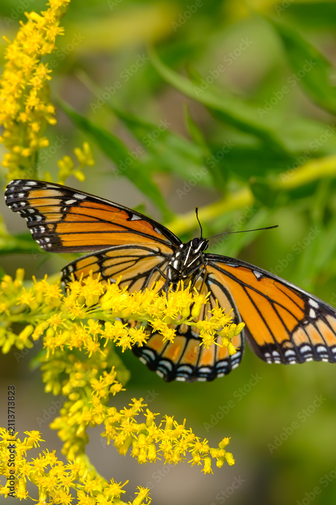 Fototapeta premium Viceroy Butterfly Feeding on Nectar From Yellow Flower Bloom