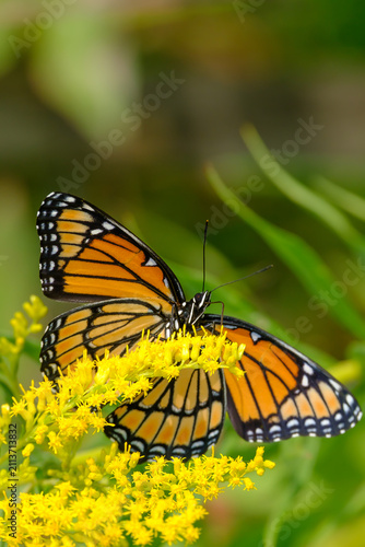 Fotografía Viceroy Butterfly Feeding on Nectar From Yellow Flower Bloom