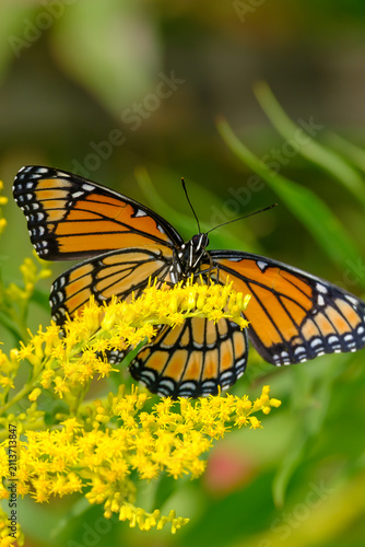 Fotografía Viceroy Butterfly Feeding on Nectar From Yellow Flower Bloom