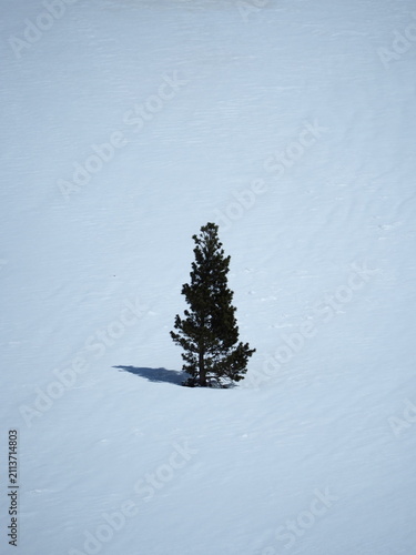 Solitary pine tree standing on a snow-covered mountain slope in Bujaruelo Valley, Spanish Pyrenees.