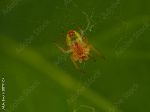 Cucumber green spider (Araniella cucurbitina) hanging on spider silk against a vivid green leaf background.