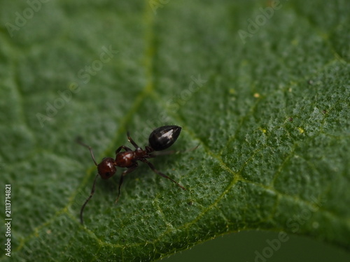 Macro shot of an ant crawling on a textured green leaf in natural light.