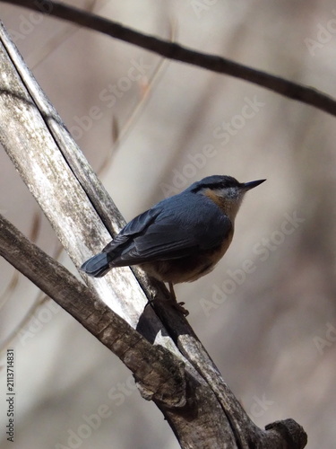Eurasian nuthatch (Sitta europaea) perched on a tree branch in a natural woodland environment.