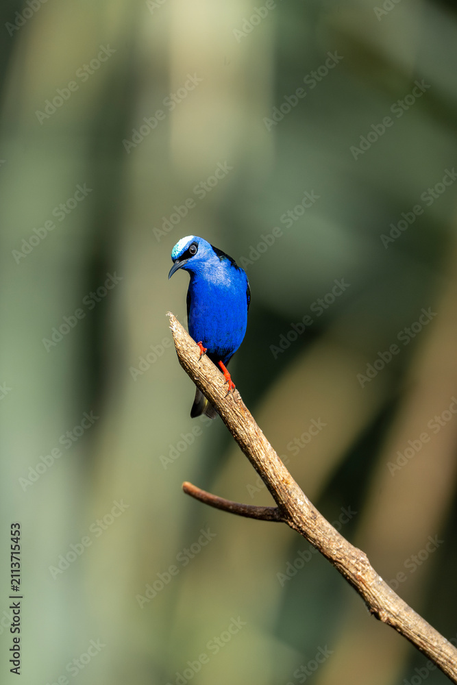 Fototapeta premium Vibrant blue songbird perched on a slender diagonal branch with soft green bokeh background, nature portrait of a small tropical bird