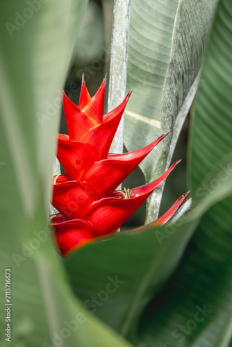 Obraz na plátně Close-up of bright red heliconia flower bracts nestled among large tropical gree