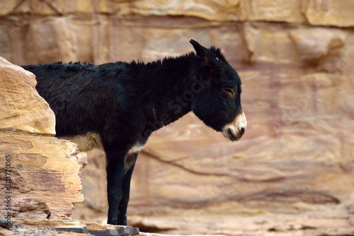 Foto Triste mula negra en Petra, Jordania, Oriente Medio