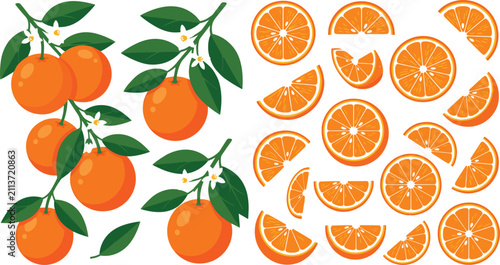 Obraz na płótnie Fresh orange fruit vector illustrations bundle with whole branch leaves flowers