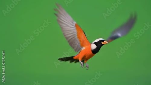 hummingbird feeding in slow motion with vibrant colors
