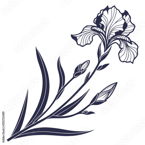 iris botanical illustration silhouette on white background