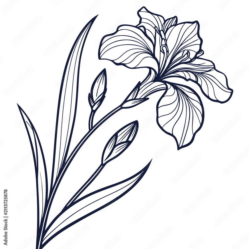 Obraz premium iris botanical illustration vector