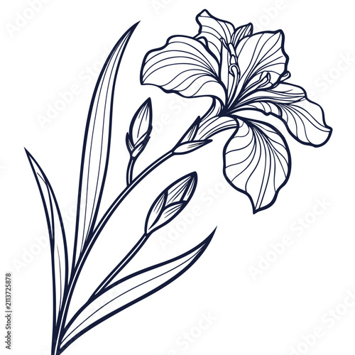 iris botanical illustration vector