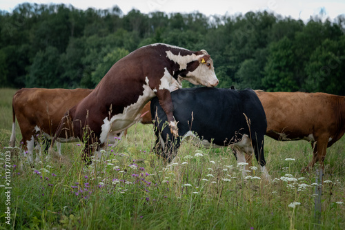 Cattle mating behavior in summer pasture