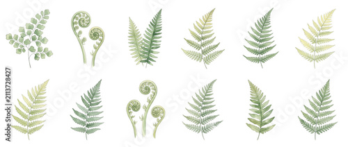 Green fern leaves watercolor set isolated on black background featuring botanical plant foliage fronds and fiddleheads for tropical nature design patterns, forest greenery, and botanical art elements.