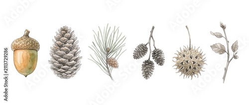 Pinecone Acorn Forest Botanical Illustration set with pine needles, tree seeds, and autumn twigs isolated on black background for seasonal fall decoration, nature craft patterns, and woodland design.