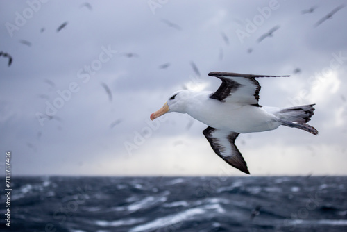 Foto Black browed albatross gliding low over a stormy ocean