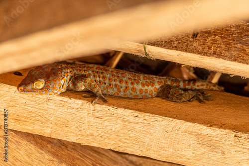 Cuadro en lienzo Tokay gecko resting on wooden beams under a roof