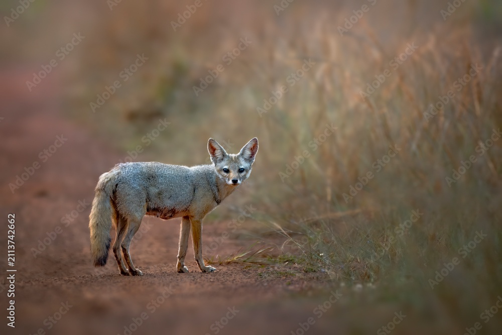 Obraz premium The Bengal fox, also known as the Indian fox, is a fox endemic to the Indian subcontinent from the Himalayan foothills and Terai of Nepal through southern India.
