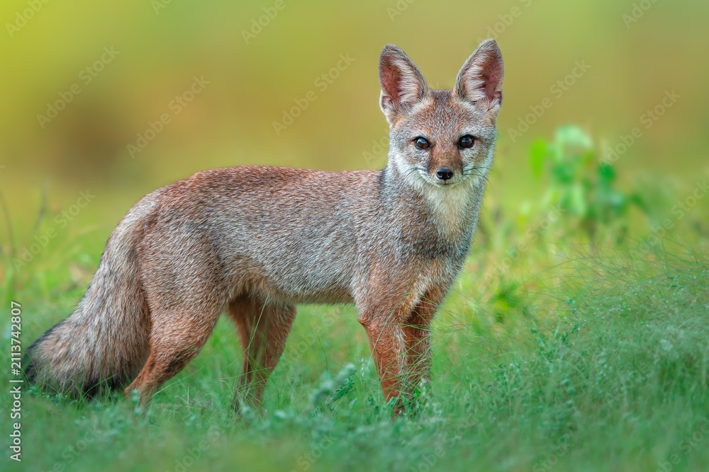 Obraz premium The Bengal fox, also known as the Indian fox, is a fox endemic to the Indian subcontinent from the Himalayan foothills and Terai of Nepal through southern India.