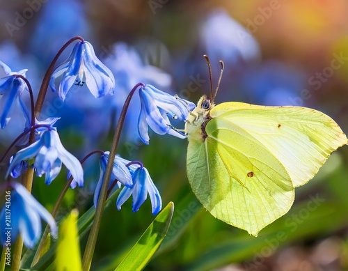brimstone butterfly flying towards a blue squill flower in spring