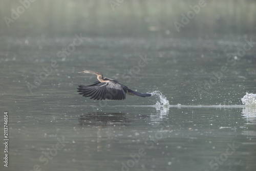 Фотография The Oriental darter (Anhinga melanogaster) is a water bird of tropical South Asia and Southeast Asia