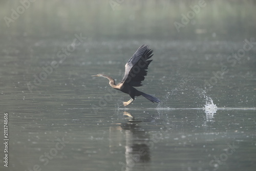 Cuadro en lienzo The Oriental darter (Anhinga melanogaster) is a water bird of tropical South Asia and Southeast Asia
