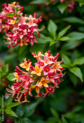 Close-up of vibrant honeysu...