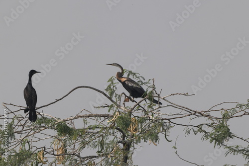 Принти на полотні The Oriental darter (Anhinga melanogaster) is a water bird of tropical South Asia and Southeast Asia