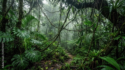 Misty Dense Tropical Rainforest Jungle with Large Monstera Plants